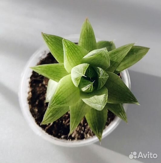 Хавортия цимбиформис. Haworthia cymbiformis