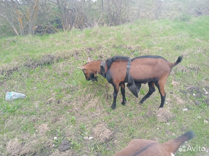 Чешский козел