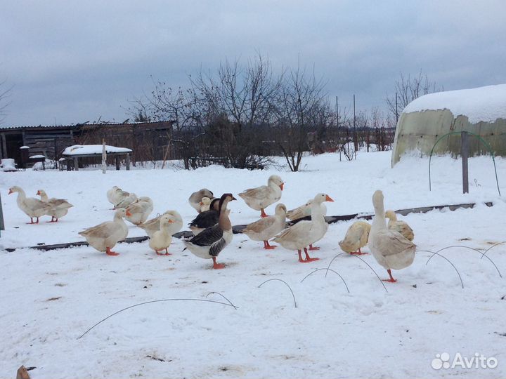 Гуси (стадо)