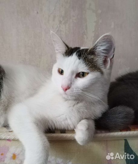 Кошки в добрые руки бесплатно