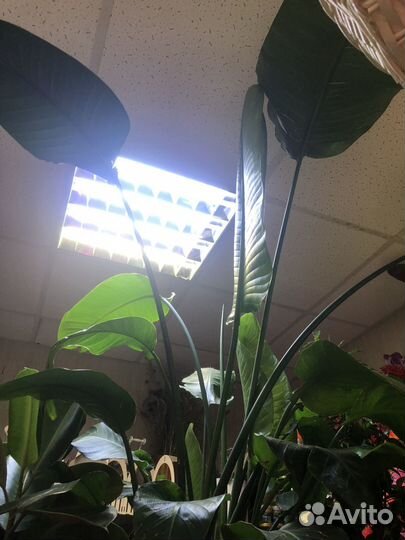 Стрелиция николая огромный