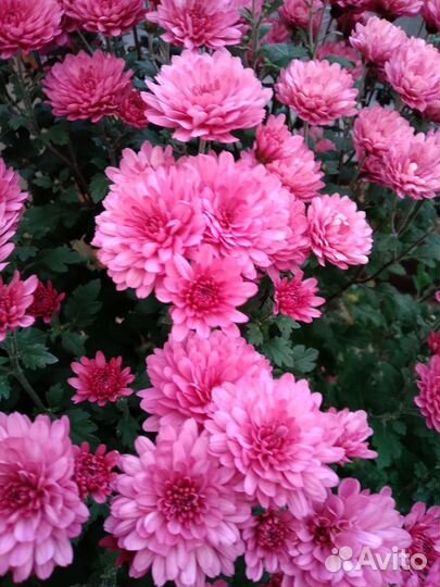 Хризонтемы букеты