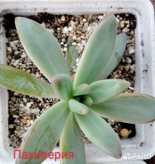 Кактусы и суккуленты. Суккуленты 8 штук в набор