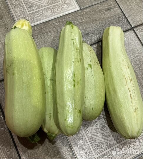 Кабачки домашние