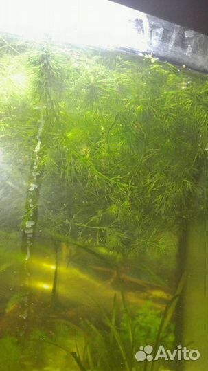 Рыбки Аквариумные растения