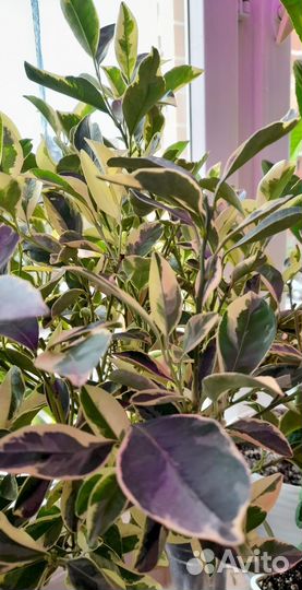 Каламондин вариегатный