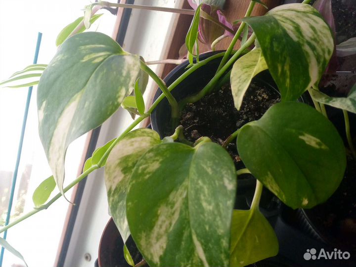 Комнатные цветы