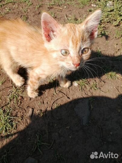 Котята рыжие бесплатно