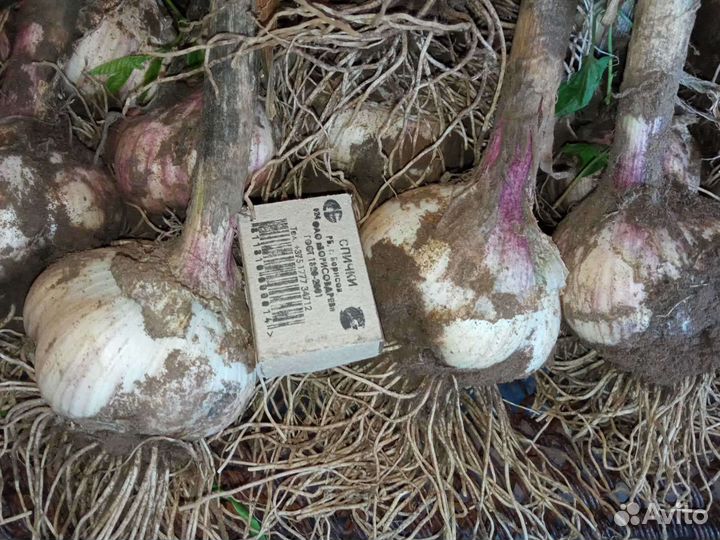 Чеснок сортовой крупный