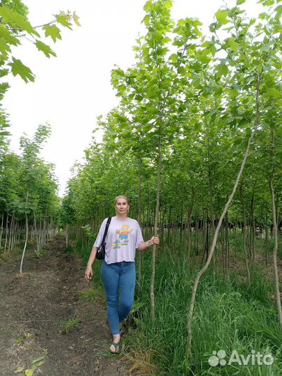 Саженцы платана с комом крупномеры