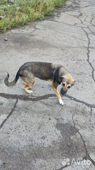 Рыжуля