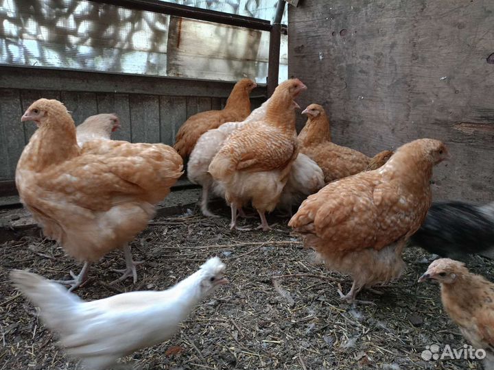 Орпы, кучинские, павловские, алтайская Бентамка