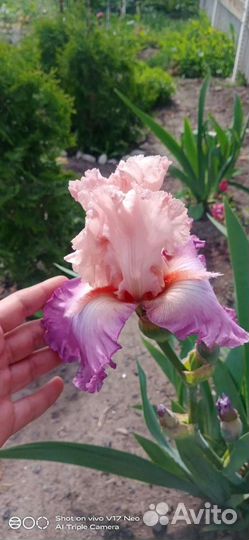 Ирисы бородатые