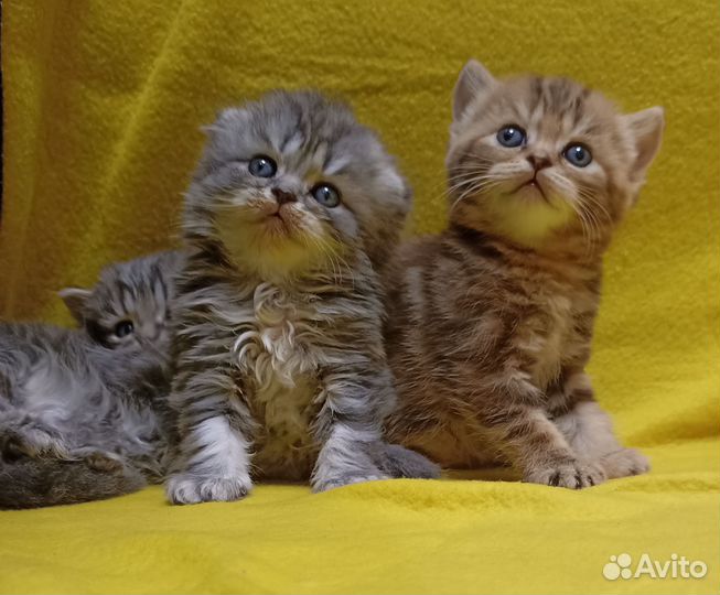 Шотландские котята