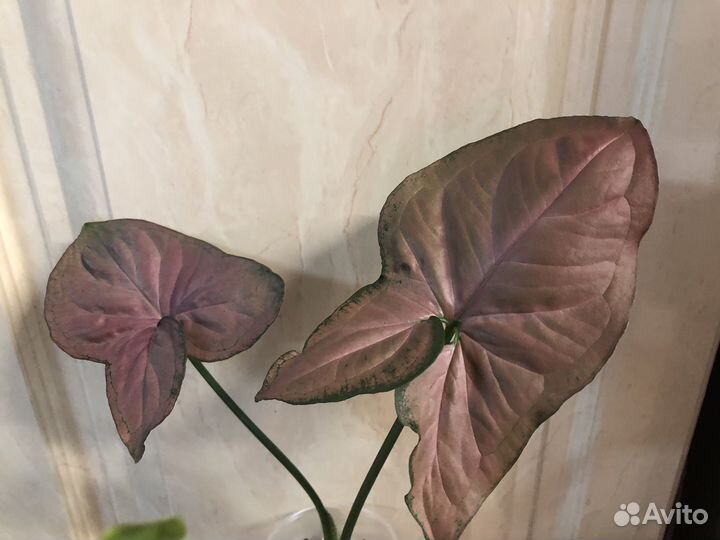 Сингониум Супер Ред