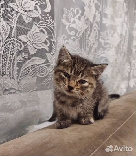 Полосатые котята мальчик и девочка