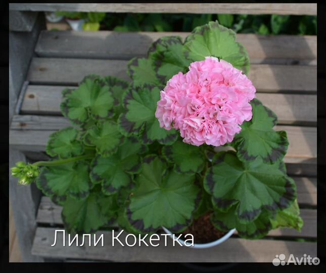 Пеларгония