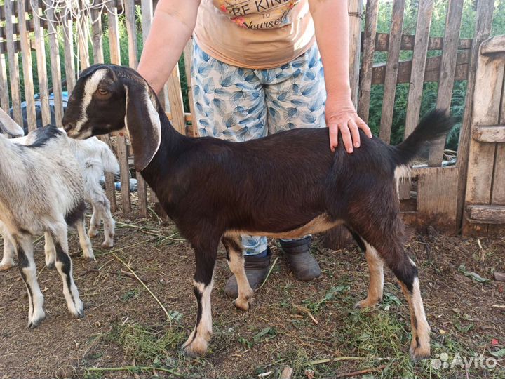 Козы дойные зааненской и нубийской пород