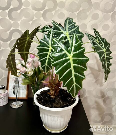 Алоказия полли