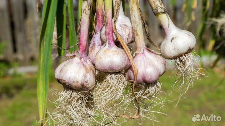 Чеснок домашний