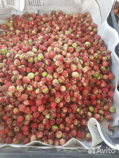 Лесная клубника