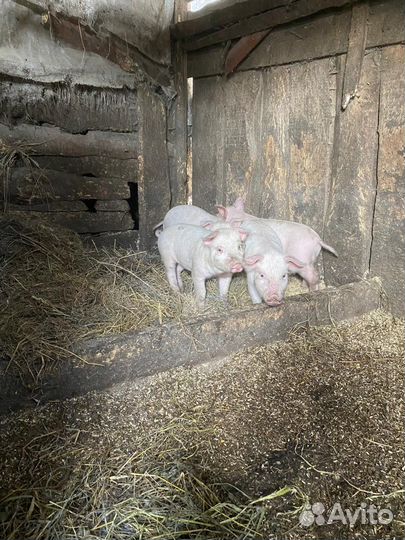 Домашние поросята