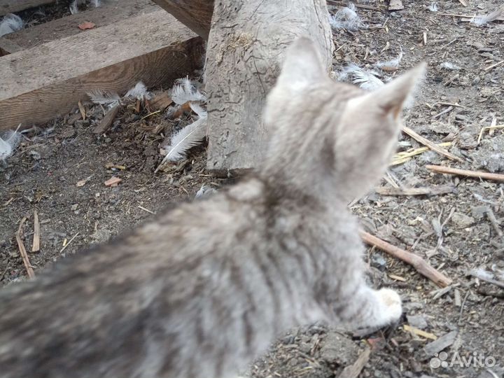 Отдам в добрые руки бесплатно котëнка