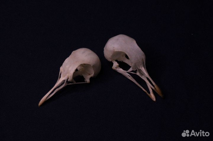 Череп голубиный