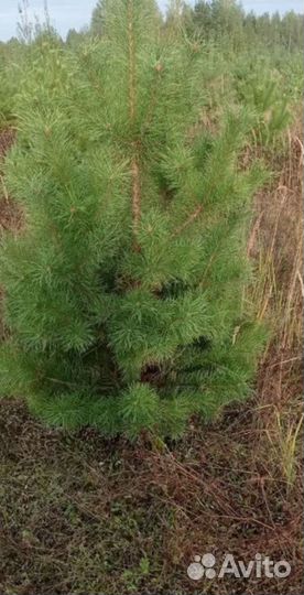Живые елки оптом