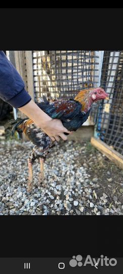 Бойцовый петух