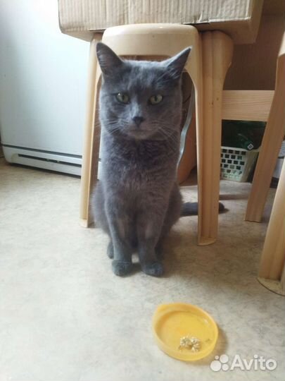 Кот