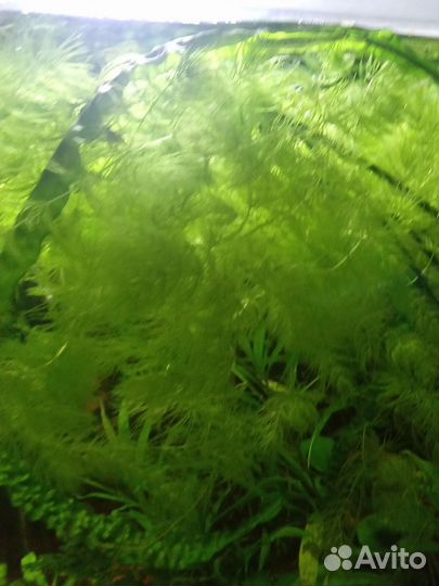 Продам рогалистник