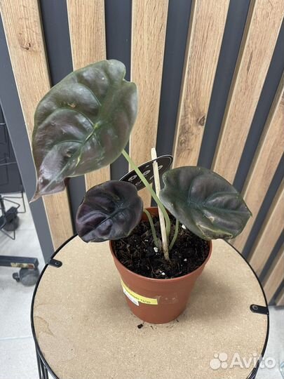 Алаказия Драгон