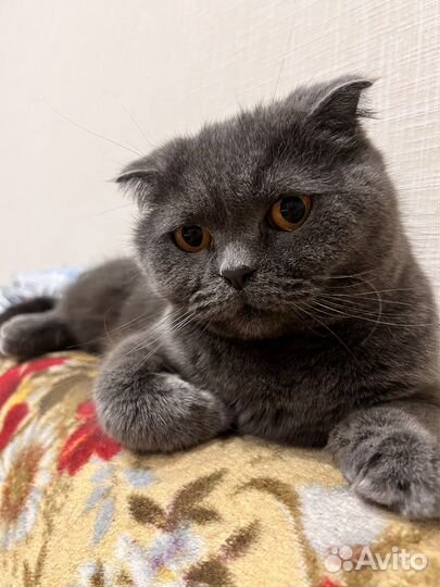 Британская