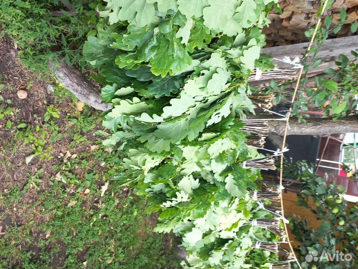 Дубовые веники для бани