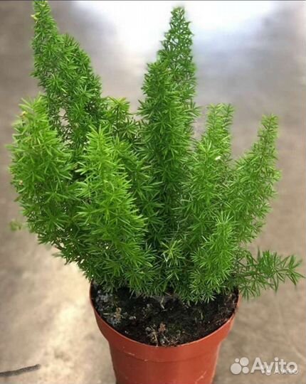 Аспарагус Перистый,Майери,Шренгера семена