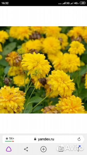 Рудбекия золотой шар