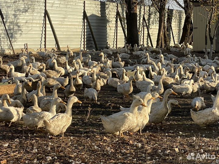 Домашняя утка 5 месяцев