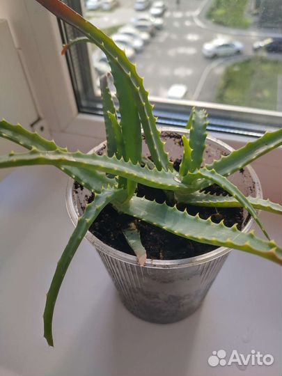 Алоэ лечебное