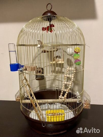 Продажа корелл (мальчик, девочка) с клеткой