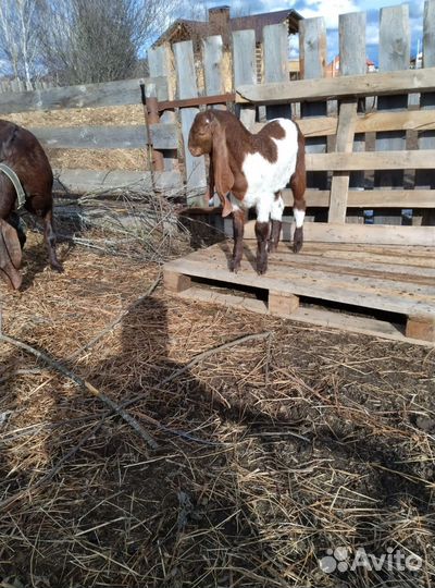Козленок камори-нубийский