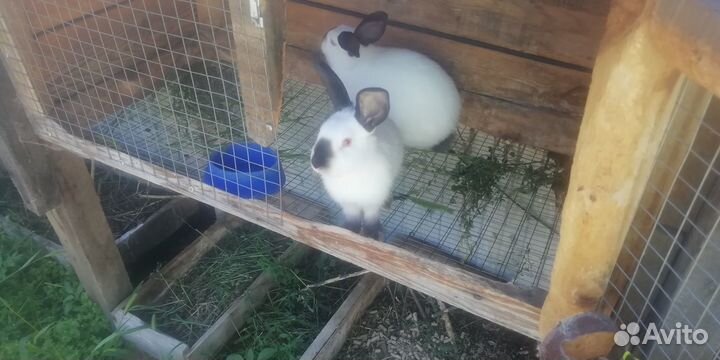 Продам калифорнийских кроликов