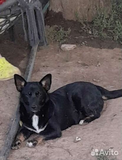 Собака маленькая порода