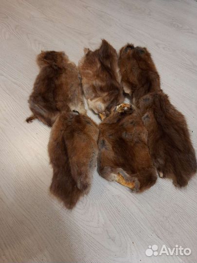 Шкурка животного ондатры