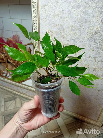 Несколько сортов фикусов