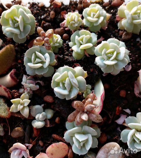 Суккулент эчеверия Руньона сорт Топси-Турви