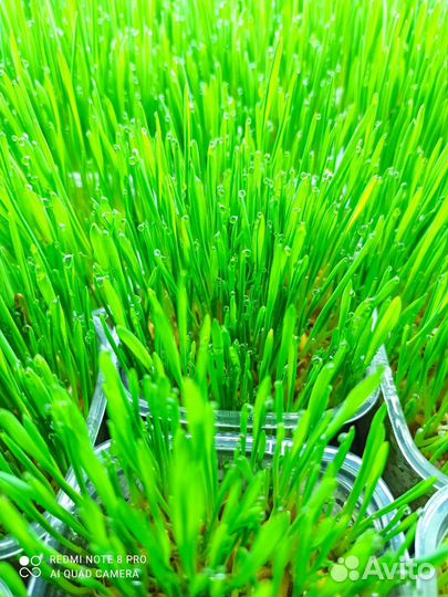 Трава для животных