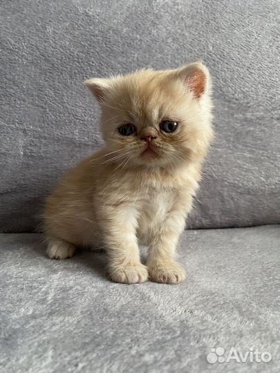 Персидские котята