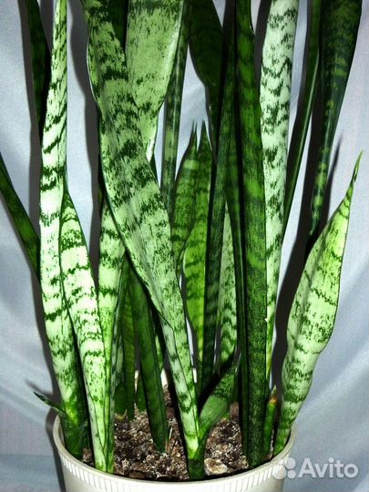 Сансевиерия Щучий хвост 90 см, в горшке 12 побегов