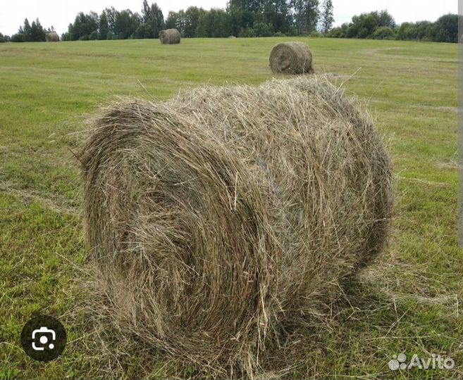 Сено в рулонах